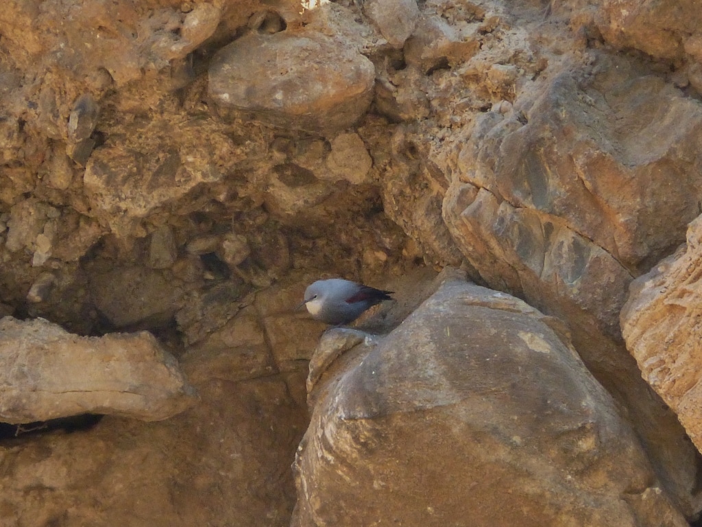 wallcreeper 1024x768 orig